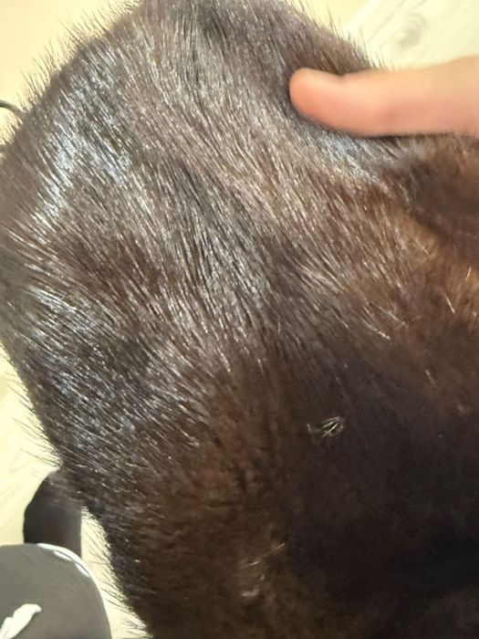 Норковая шуба, D&M