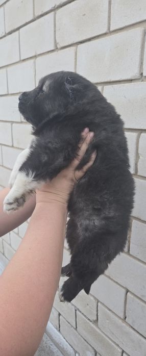 Кавказская овчарка