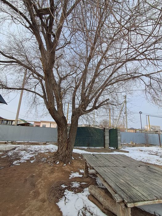 Отдам даром карагач