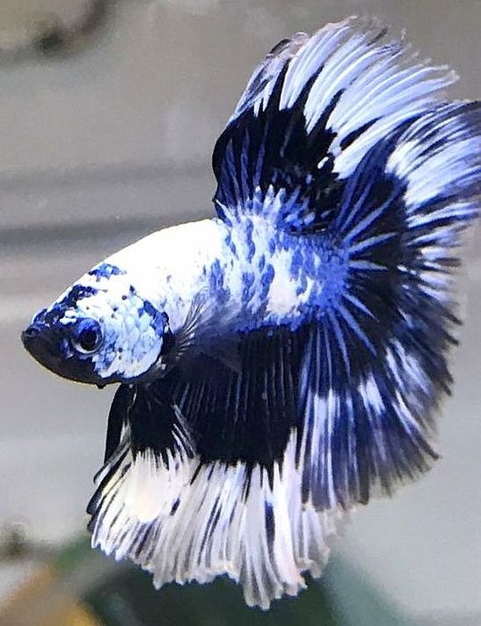 Петушки Хорошо подойдут для Подарков или Хранения не нужен Кислород