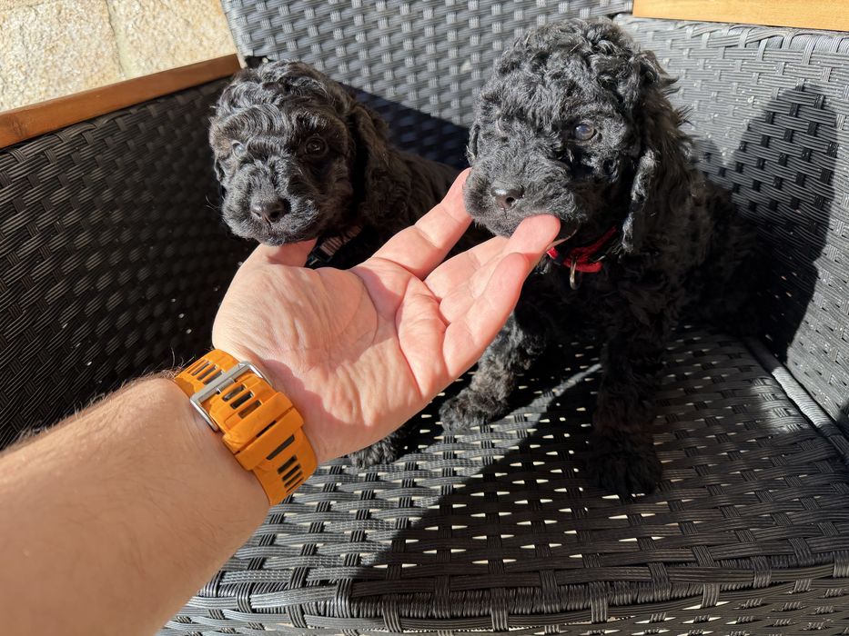 Мини пудели Актуално от 22.12.2025