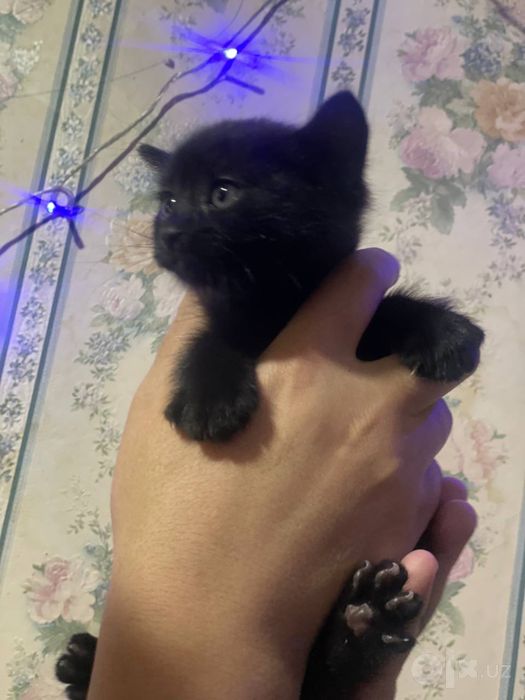 Продается котенок