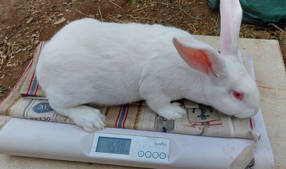 Iepuri hycole francez pui si adulți