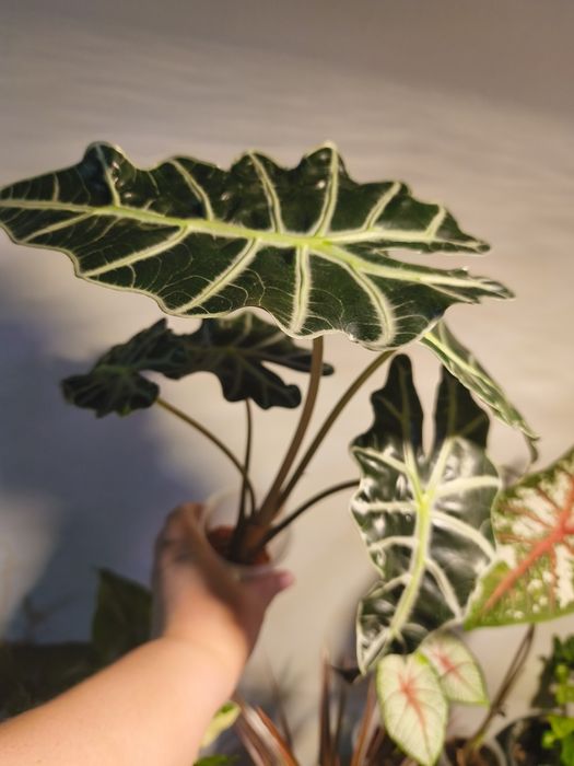 Продам алоказия Полли