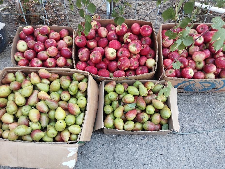 Продам яблоки и груши