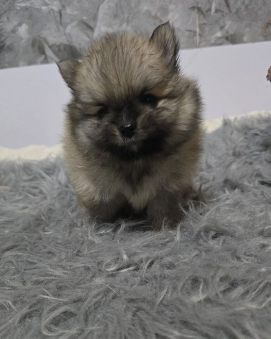 Мальчик Померанский шпиц