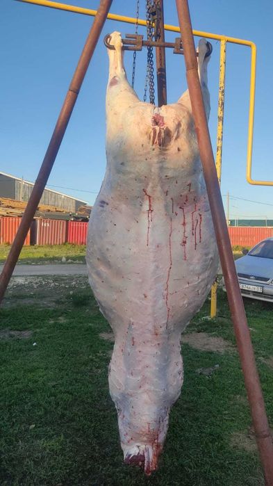 говядина туша бычок свежее мясо