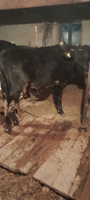 Бычки молодые породистые