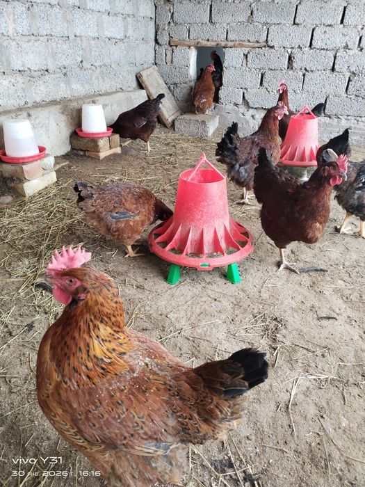 Яйца куриные  домашние.