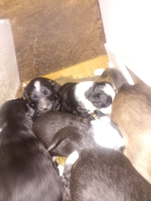 Щенята ищут дом!!!