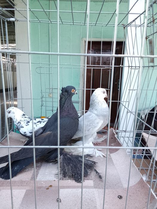 Голуби тараз продаю