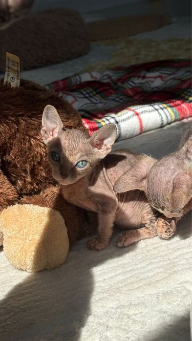 Кошка, сфинкс, котенок, кот