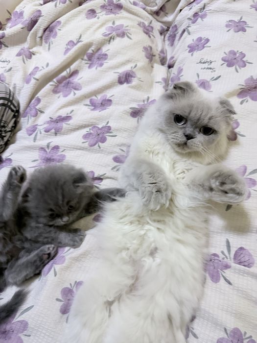 Ищу кота на вязку