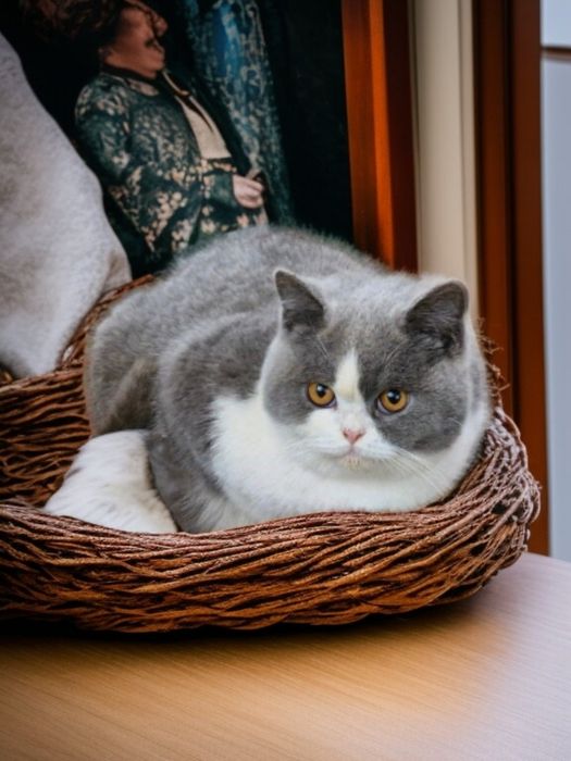Motănel British Shorthair