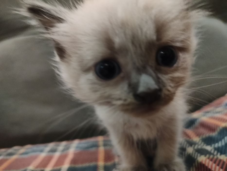 Сиамские котята.