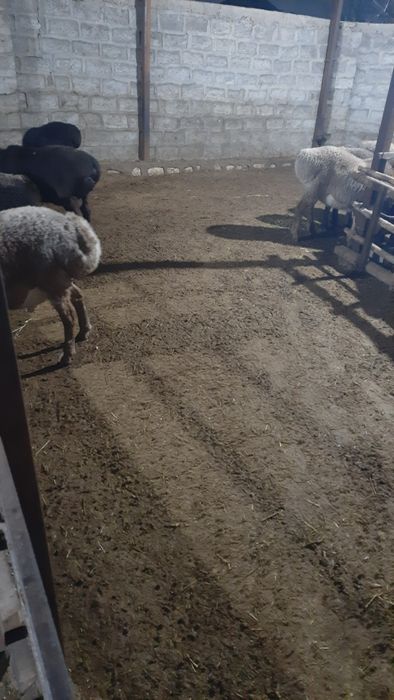 Куй нури бепул берилади