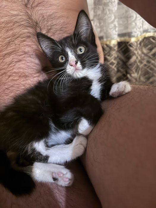 Котенок девочка любящим хозяевам
