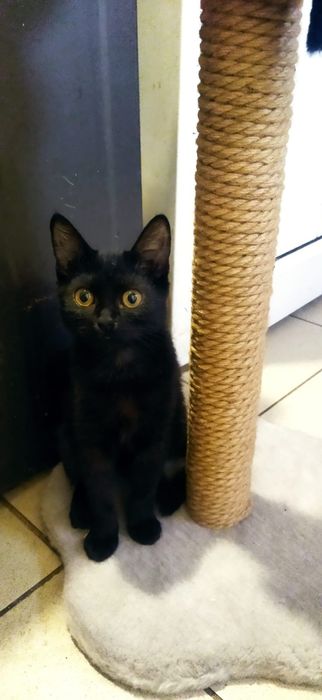 В хорошие руки котята и щенок