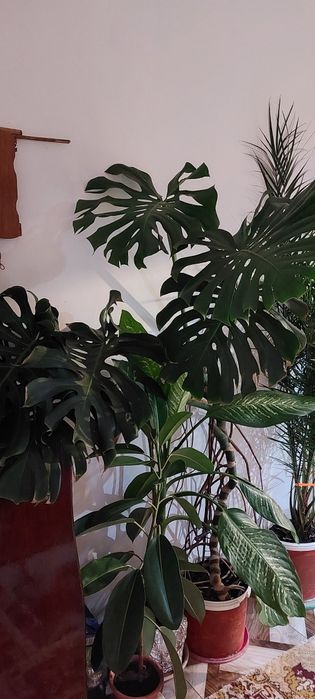 Vand plante de apartament in Moreni. Pret de la 20 ron