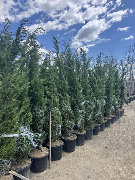 Leylandi frumosi la ghiveci