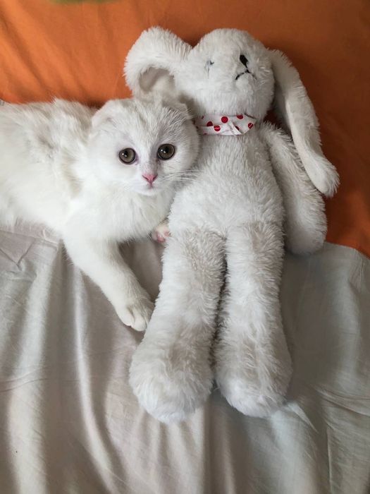 Продаётся кот скоттиш  фолд