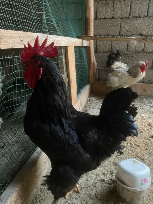 Хурозлар бор зотли