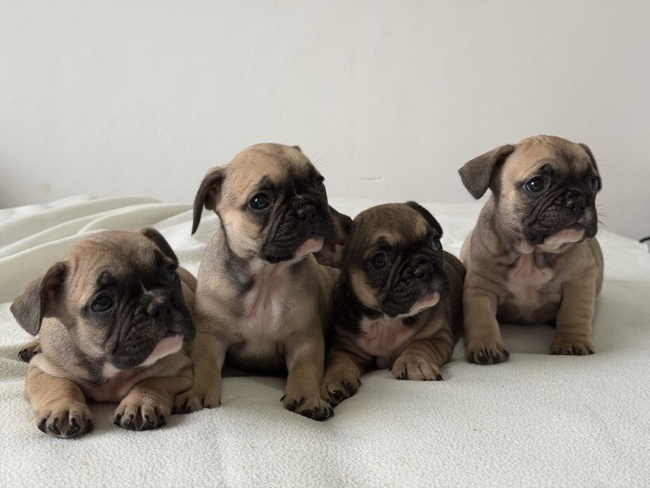 Френски булдог-кученца