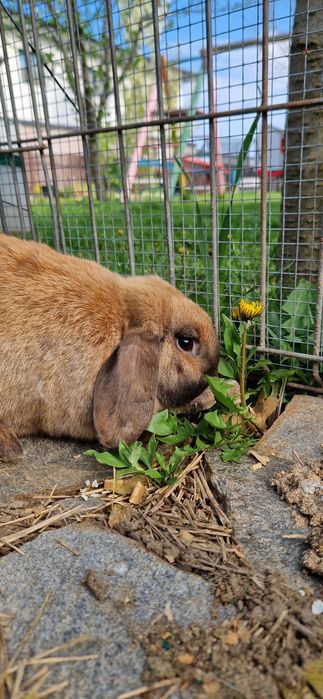 Iepure Berbec pitic mini lop