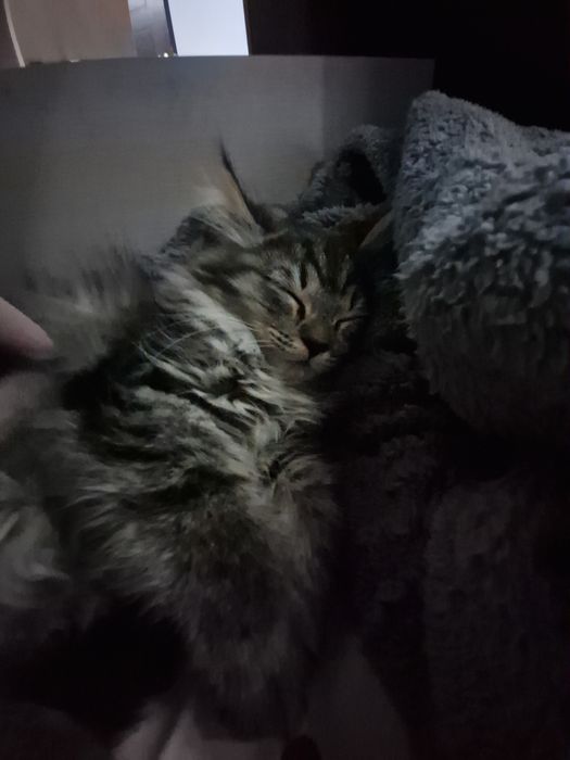 2котенка девочек мальенкие