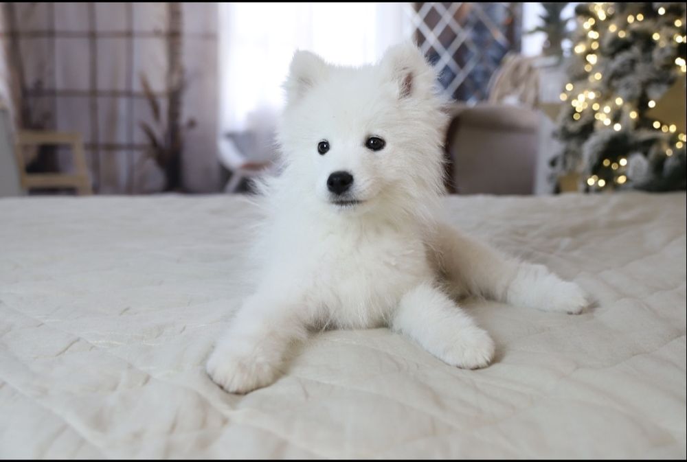 Мальчик самоедская собака