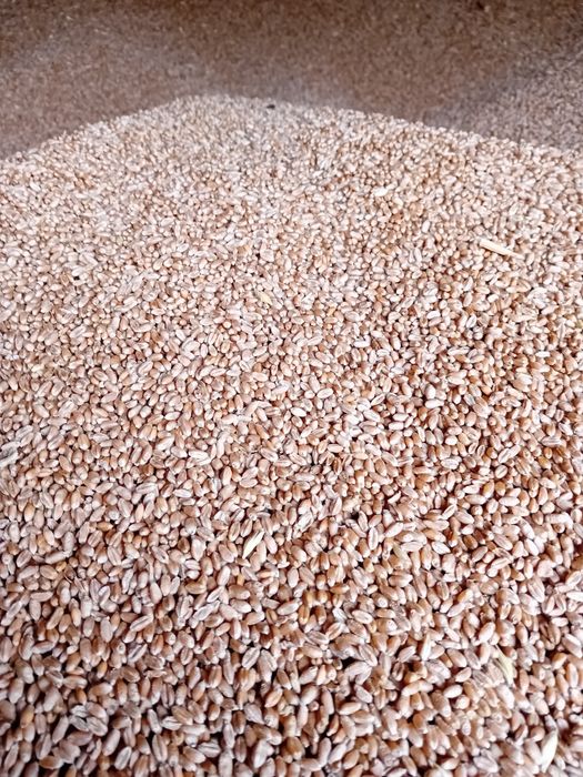 Vindem griu, orzoaica și floarea soarelui