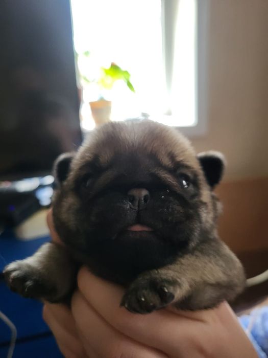 Продам щенков мопса