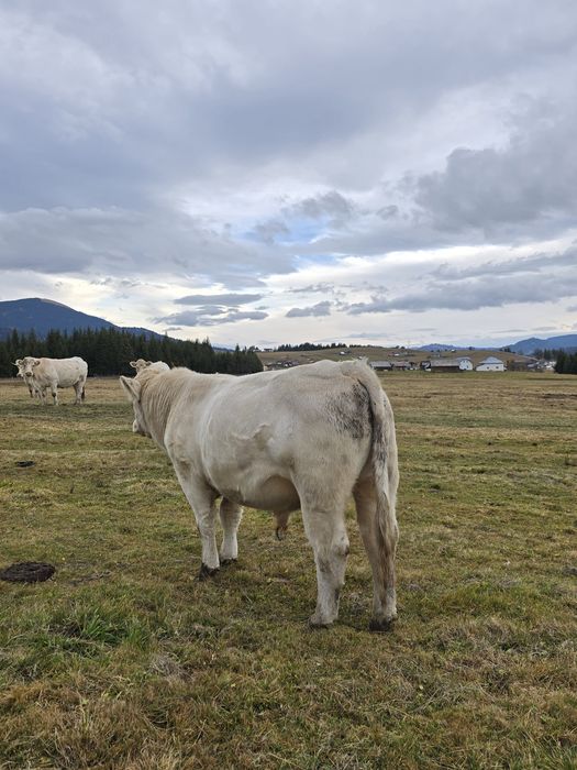 Vând  taur Charolaise AUTORIZAT