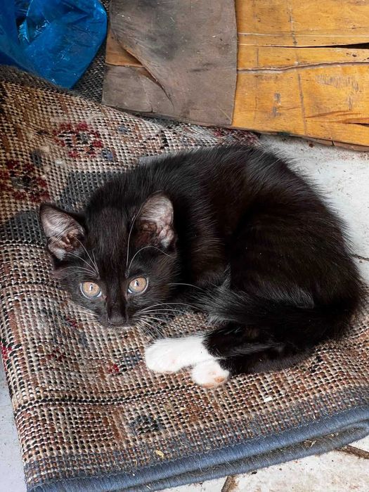 отдам красивых котят