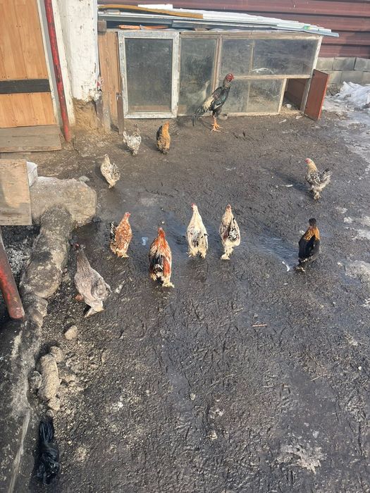 Карликовые куры красивые