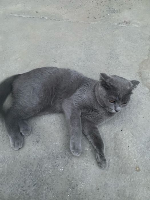 Uy mushugi oynashni yaxshi korad