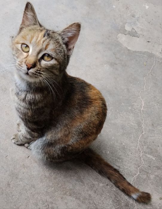 Отдам кошку в добрые руки