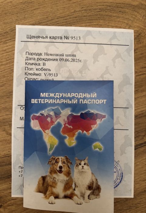 Шпиц цверг немецкий