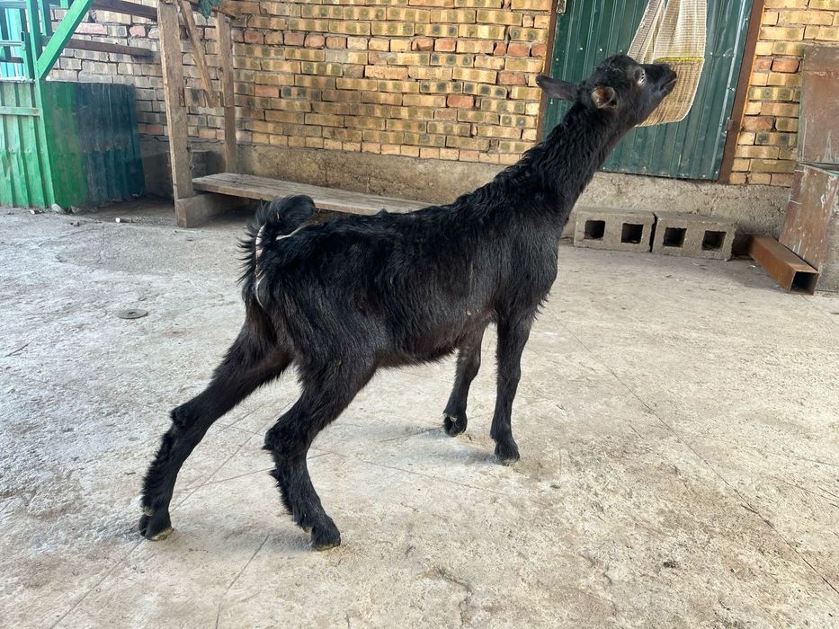 Продам козлят (мальчики)