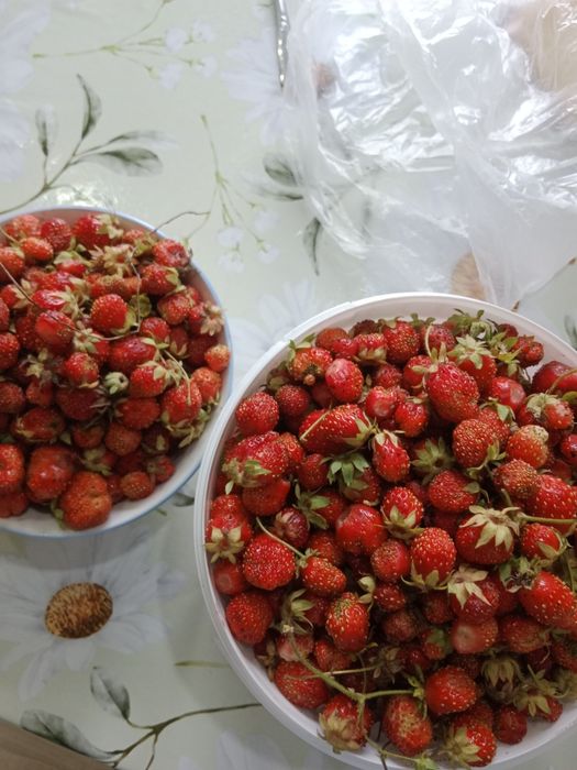 Продам клубнику домашняя