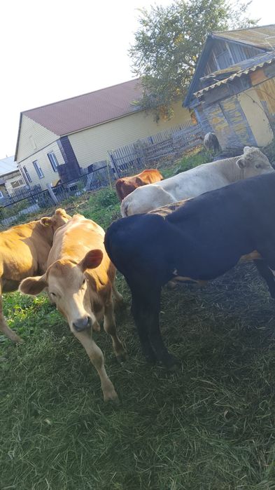 Оптом продам телят