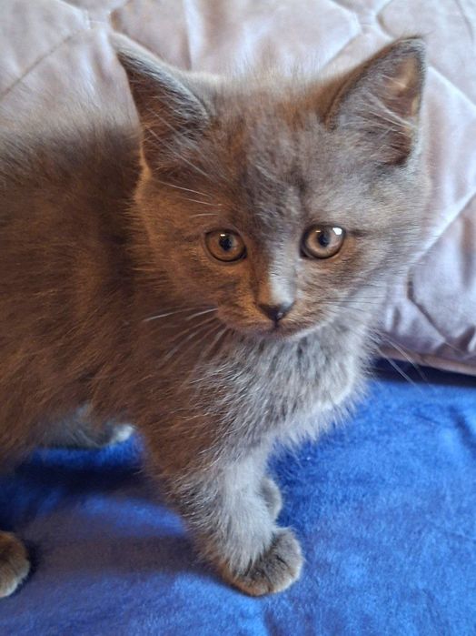 Продаются срочно котята скоттиш Страйт скотиш фолд