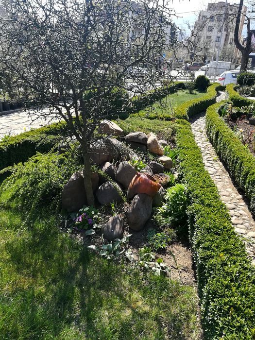 Продавам чемшири за красиви градини