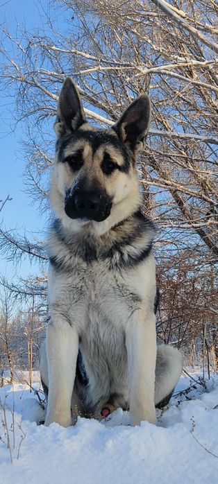 Щенки восточно-европейской овчарки