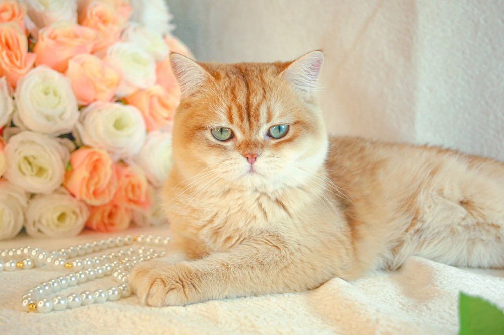 Британская золотая шоколадная шиншилла из Питомника Catalin_Castle