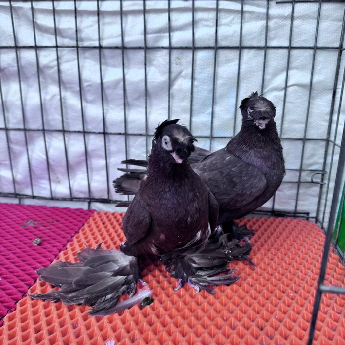 Продам голубей кептерлер сатылымда