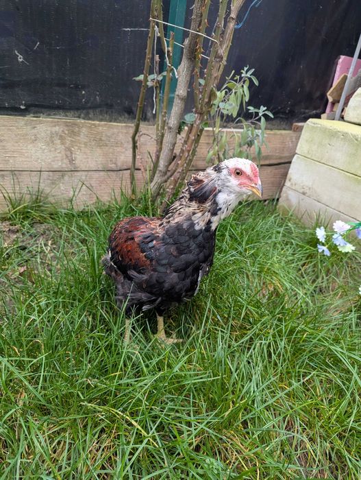 De vânzare cocos araucana