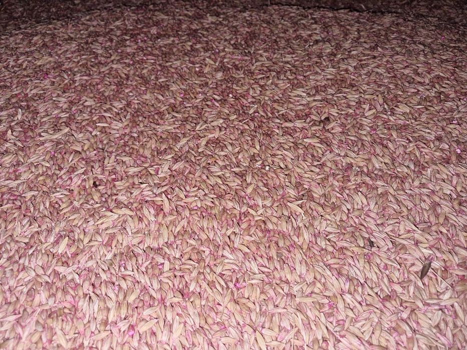 Продам семена ячменя, арпа сорт байшешек.