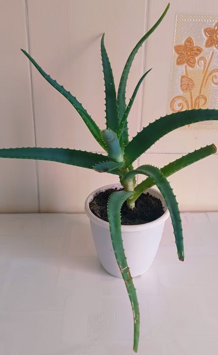 Комнатные разные цветы