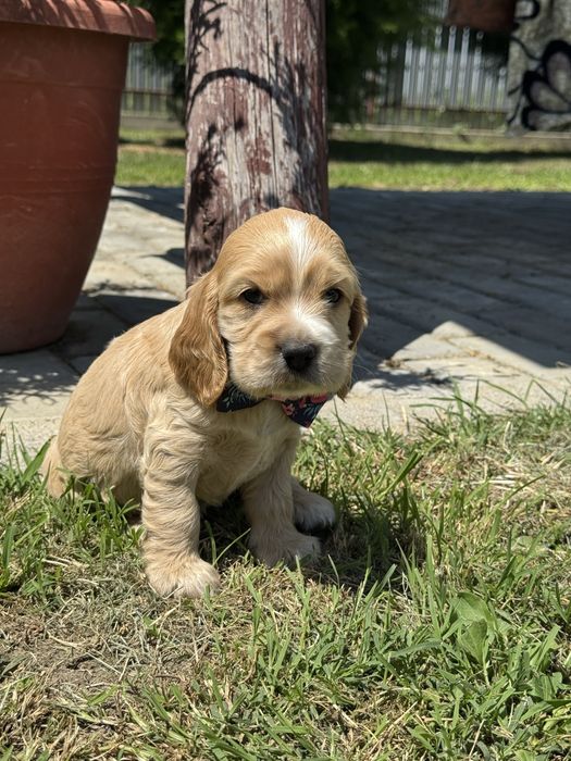 Fetita Cocker spaniel